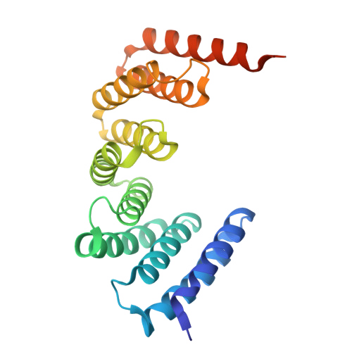 Ribbon model of PDB 4Y6W, a single chain of stacked alpha-helical repeats colored blue to red from N- to C-terminus